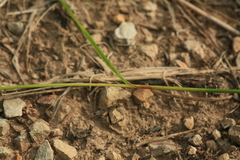 Luzula capitata