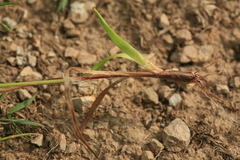 Luzula capitata