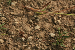 Luzula capitata