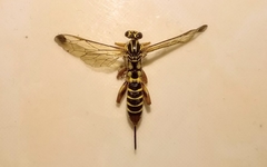 Echthromorpha agrestoria