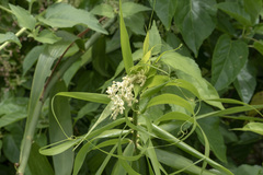 Flagellaria