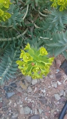 Myrsiniteae