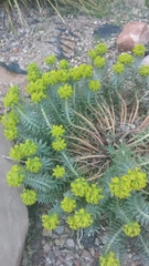 Myrsiniteae