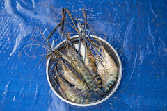 Macrobrachium rosenbergii