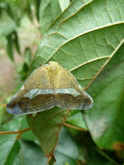 Pochazia fasciata