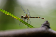 Nannophlebia eludens