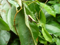 Pochazia fasciata