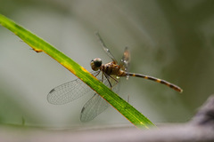 Nannophlebia eludens