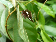 Pochazia fasciata