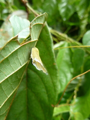 Pochazia fasciata