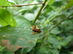 Auchenorrhyncha