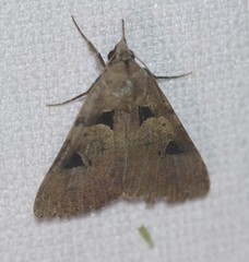 Avatha discolor
