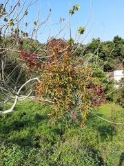 Dendrophthoe pentandra