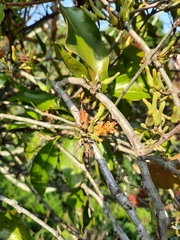 Dendrophthoe pentandra