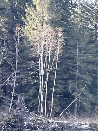 Red Alder