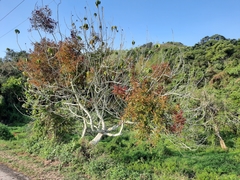 Dendrophthoe pentandra