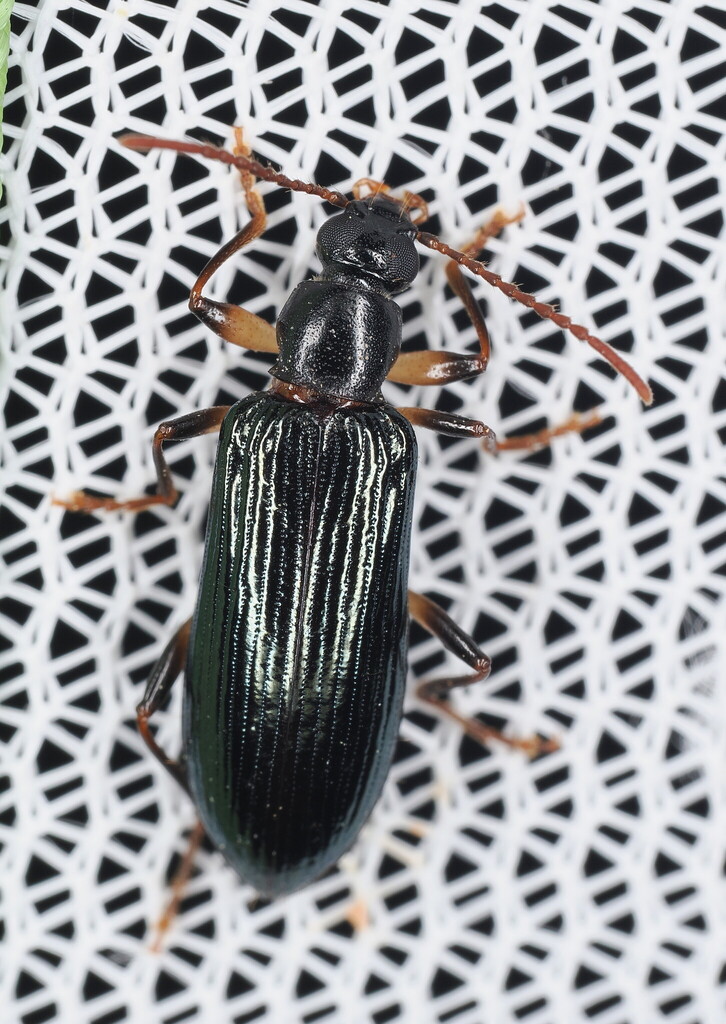 Statira basalis