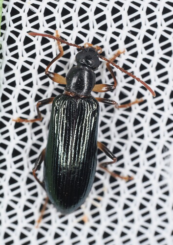 Statira basalis