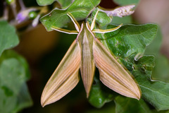 Cechetra lineosa