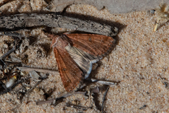 Heliothis punctifera