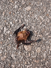 Tylonycteris fulvida