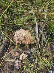 Cyperus sanguinolentus