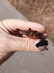 Tylonycteris fulvida