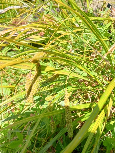 cutty grass (Carex geminata)