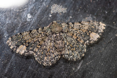 Ophthalmitis xanthypochlora