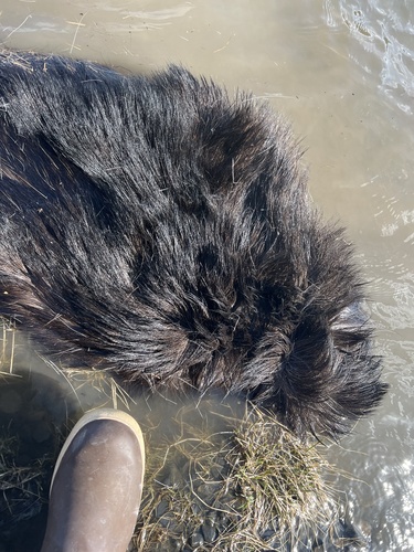 Northwestern Moose