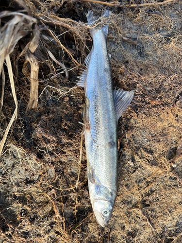 Eulachon