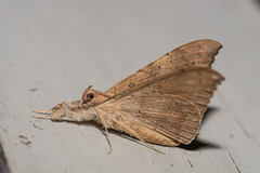 Oxyodes