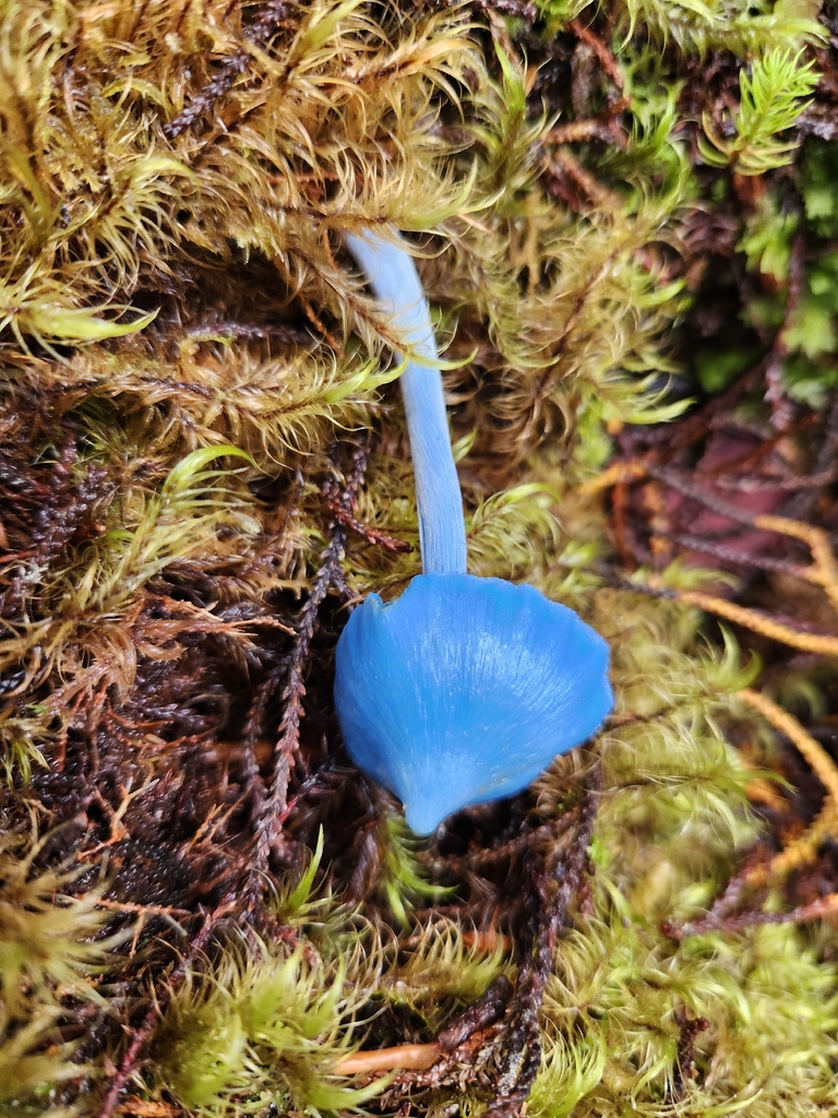 Entoloma hochstetteri · April 2026 · photo: © archie_tarn (iNaturalist, cc-by)