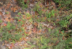 Castilleja integrifolia