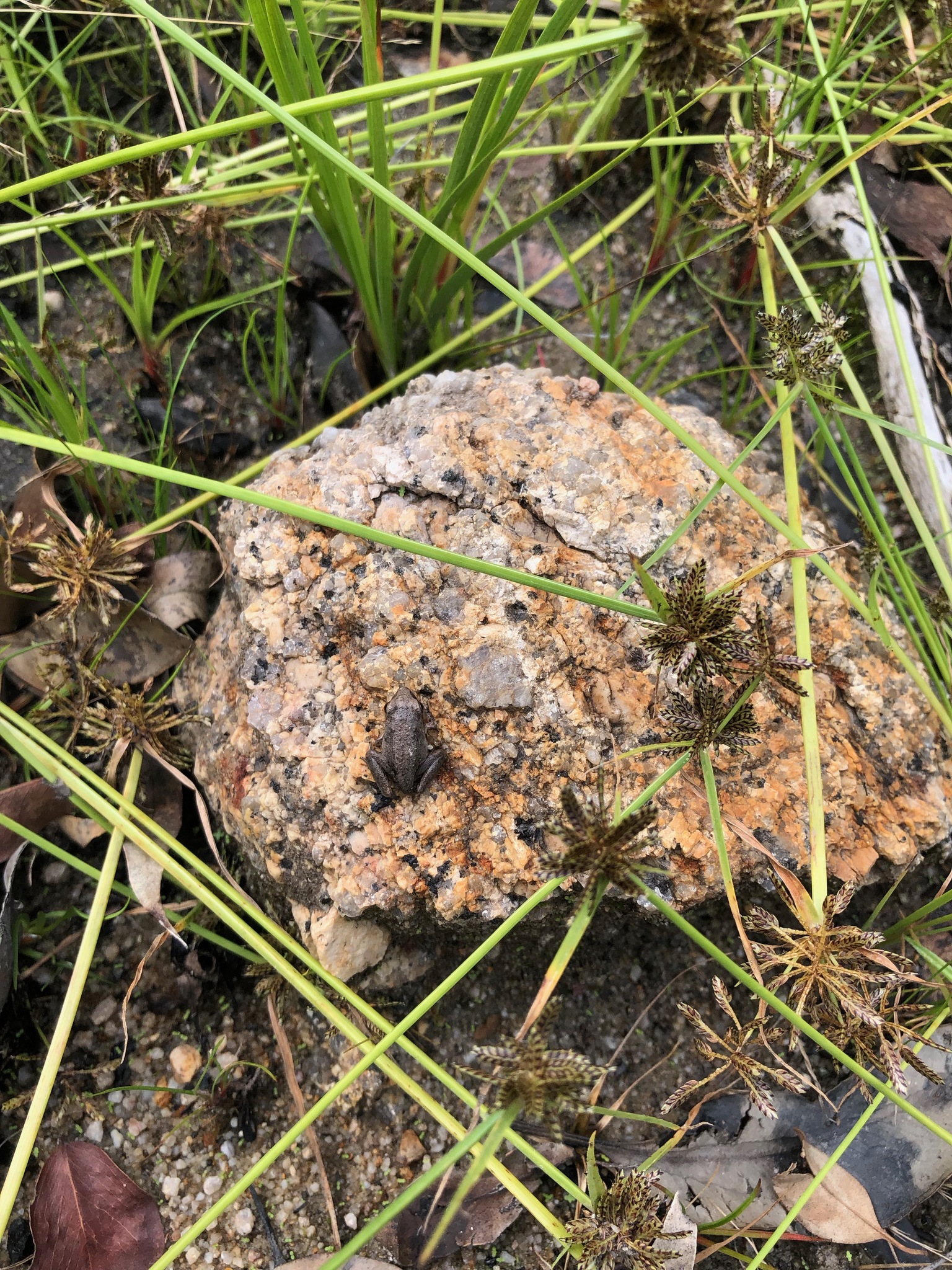 (c) Lise Kool, certains droits réservés (CC BY-NC) https://www.inaturalist.org/observations/39792900