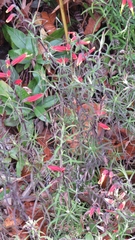 Castilleja integrifolia