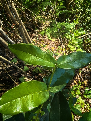 Cape Pock-Ironwood (Noronhia foveolata)