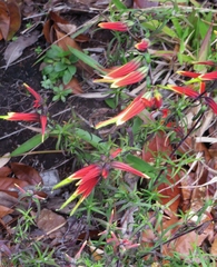 Castilleja integrifolia