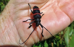 Ceroplesis orientalis