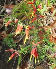 Castilleja integrifolia