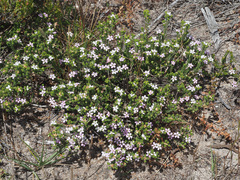 Adenandra obtusata