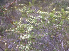 Hakea ferruginea