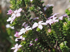 Adenandra obtusata