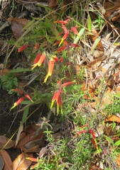 Castilleja integrifolia