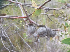 Hakea ferruginea