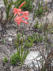 Watsonia stenosiphon