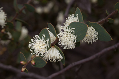 Hakea ferruginea