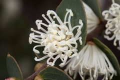 Hakea ferruginea