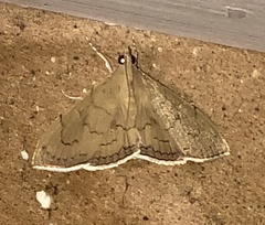 Hyalobathra