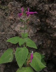 Salvia dorisiana